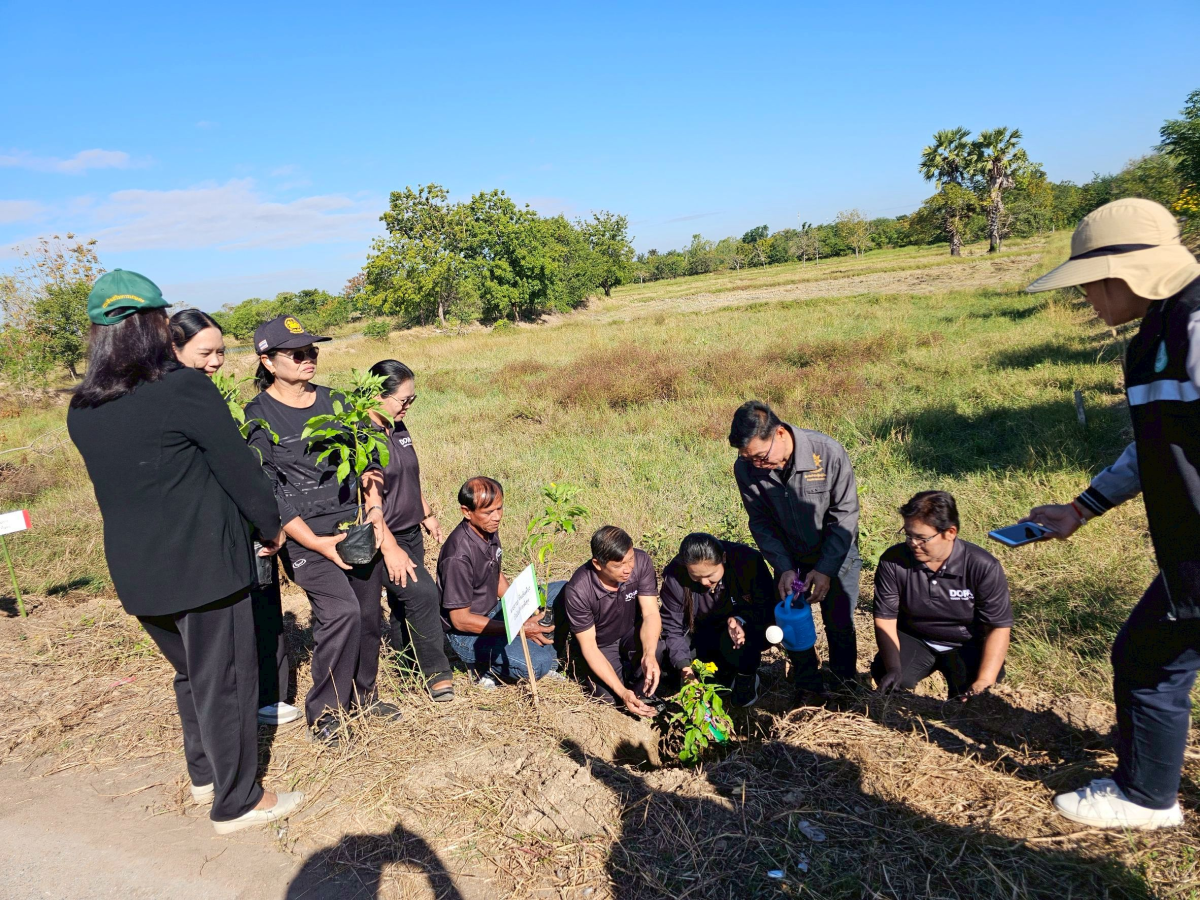 โครงการปลูกต้นไม้เฉลิมพระเกียรติ และวันสำคัญ  เนื่องในวันคล้ายวันพระบรมราชสมภพ พระบาทสมเด็จพระบรมชนกาธิเบศร มหาภูมิพลอดุลยเดชมหาราช  บรมนาถบพิตร และวันพ่อแห่งชาติ 5 ธันวาคม 2568 ของเทศบาลตำบลพันดุง อำเภอขามทะเลสอ จังหวัดนครราชสีมา