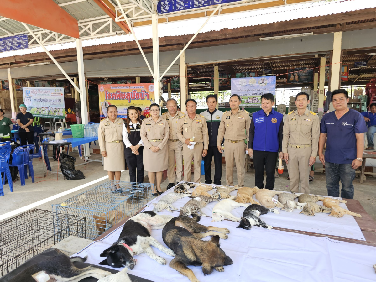 นายเรวัตร งัดสันเทียะ นายกเทศมนตรีตำบลพันดุง พร้อมด้วยคณะผู้บริหารสมาชิกสภาเทศบาลพนักงานเทศบาล ร่วมต้อนรับ นายอนุพงศ์ สุขสมนิตย์ ผู้ว่าราชการจังหวัดนครราชสีมา นายสมภพ มุกดาสนิท นายอำเภอขามทะเลสอ พร้อมด้วยส่วนราชการต่างๆ ภายในจังหวัดนครราชสีมา ในการดำเนินโครงการ สร้างเสริมความจงรักภักดีต่อสถาบัน บำบัดทุกข์ บำรุงสุข สร้างรอยยิ้มให้ประชาชน ประจำปีงบประมาณพ.ศ. 2569 ณ วัดบ้านพันดุง หมู่ที่ 1 ตำบลพันดุง อำเภอขามทะเลสอ จังหวัดนครราชสีม