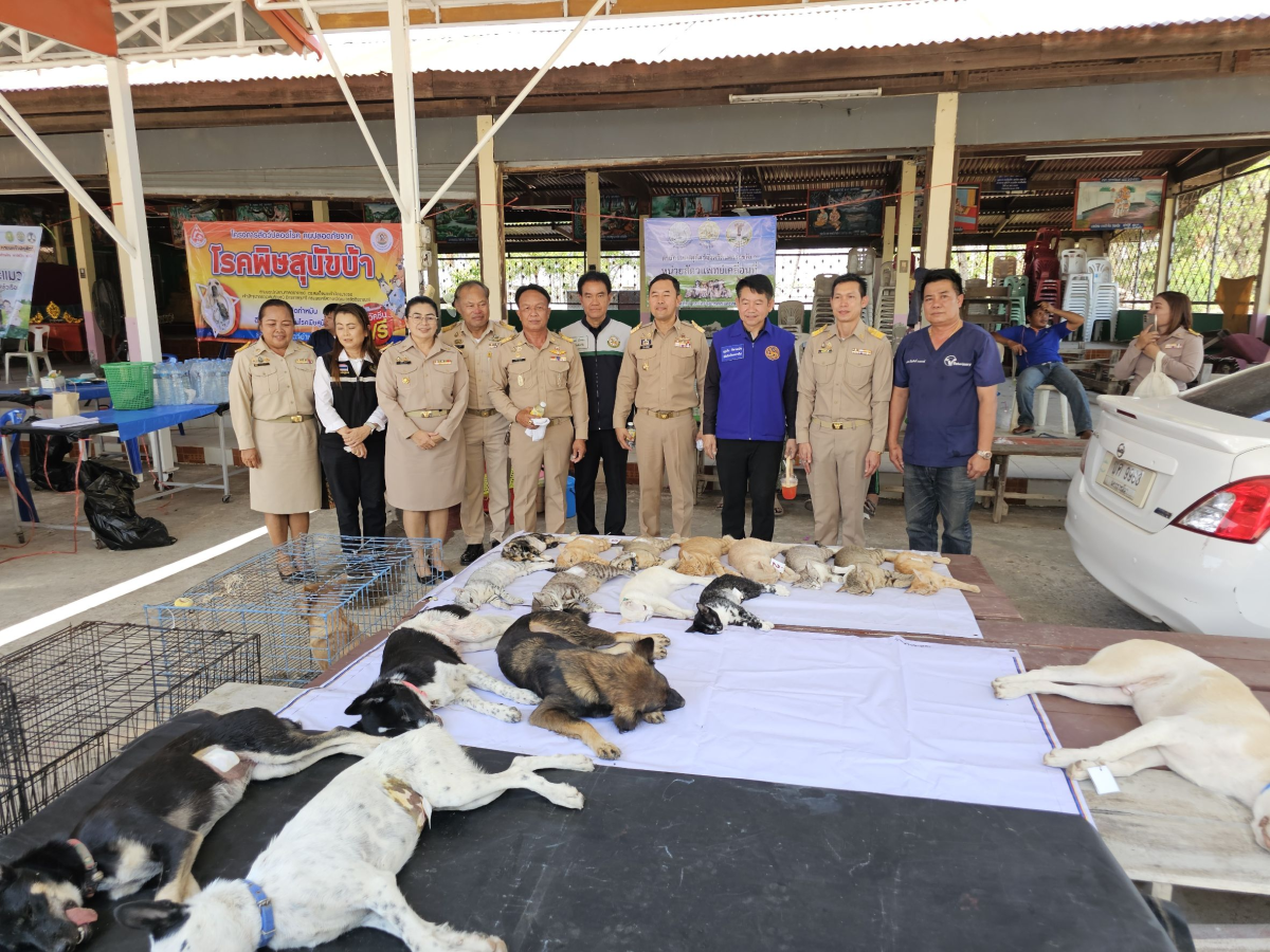 นายเรวัตร งัดสันเทียะ นายกเทศมนตรีตำบลพันดุง พร้อมด้วยคณะผู้บริหารสมาชิกสภาเทศบาลพนักงานเทศบาล ร่วมต้อนรับ นายอนุพงศ์ สุขสมนิตย์ ผู้ว่าราชการจังหวัดนครราชสีมา นายสมภพ มุกดาสนิท นายอำเภอขามทะเลสอ พร้อมด้วยส่วนราชการต่างๆ ภายในจังหวัดนครราชสีมา ในการดำเนินโครงการ สร้างเสริมความจงรักภักดีต่อสถาบัน บำบัดทุกข์ บำรุงสุข สร้างรอยยิ้มให้ประชาชน ประจำปีงบประมาณพ.ศ. 2569 ณ วัดบ้านพันดุง หมู่ที่ 1 ตำบลพันดุง อำเภอขามทะเลสอ จังหวัดนครราชสีม